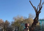 Антон Тыртышный помог жителям округа со спилом аварийных деревьев